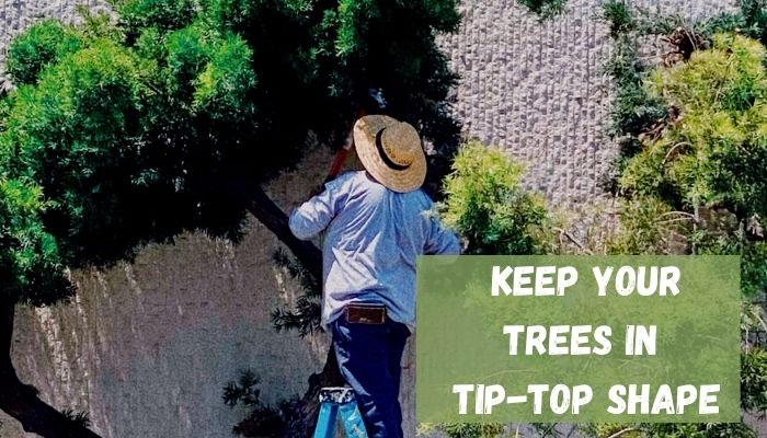 Keep Your Trees in Tip-Top Shape