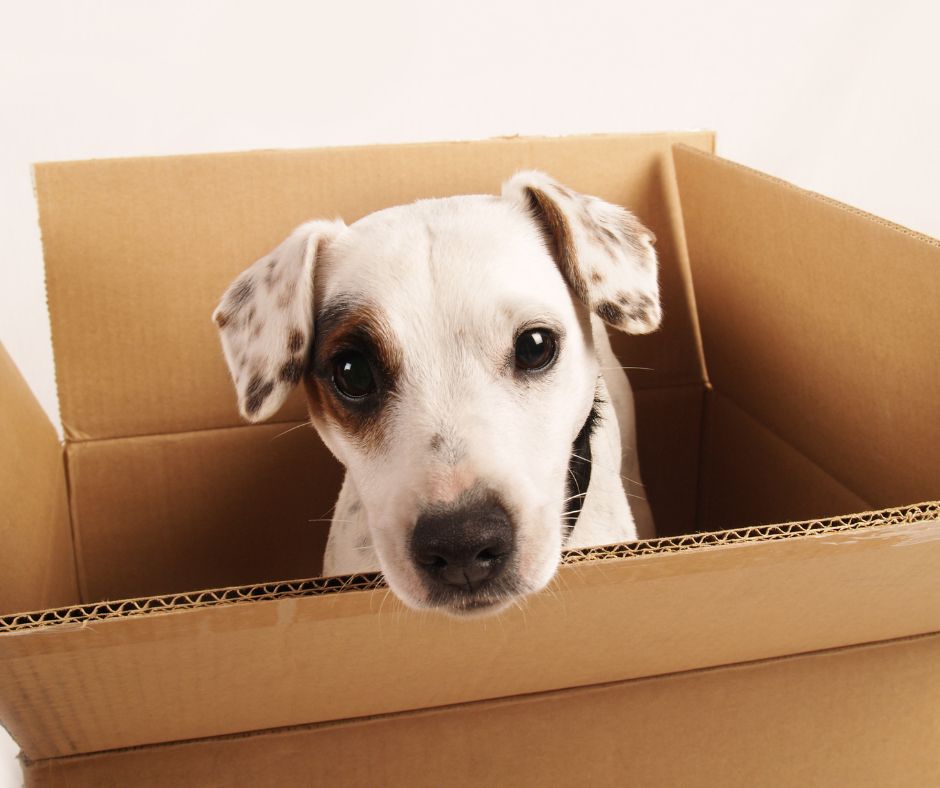 Moving to San Ramon With Your Pet