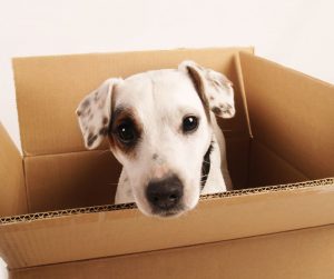 Moving to San Ramon With Your Pet
